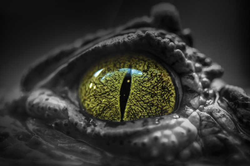 黑色背景下短吻鳄鱼的眼睛
