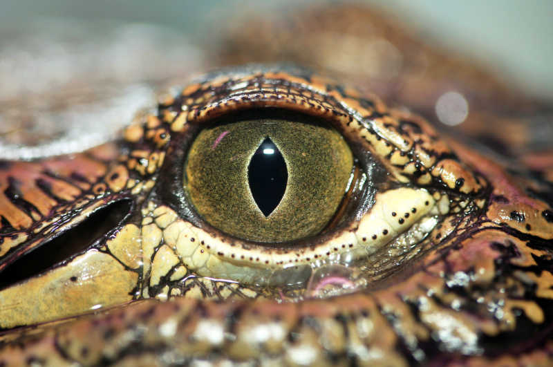 鳄鱼的瞳孔特写