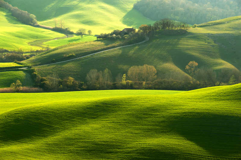 阳光下的美丽绿色草地
