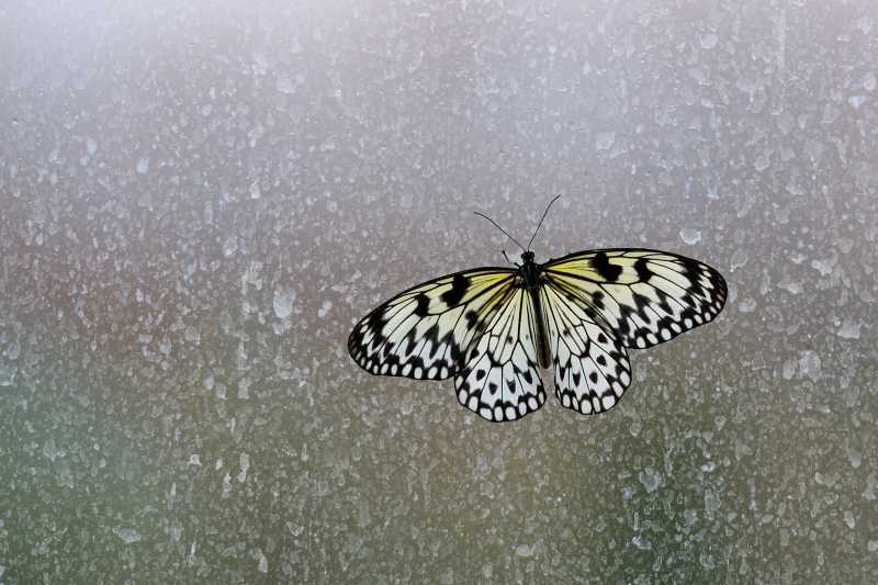 黑白色的蝴蝶停留在磨砂玻璃上