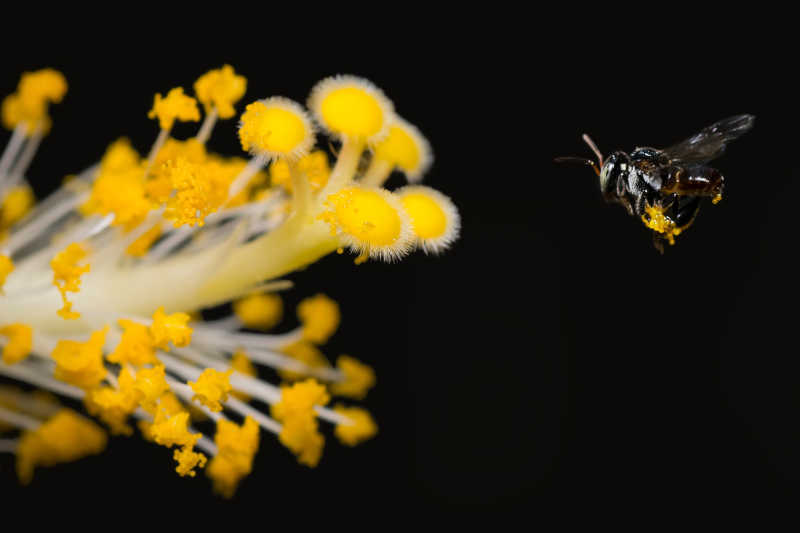 黑色背景下昆虫飞向花朵授粉