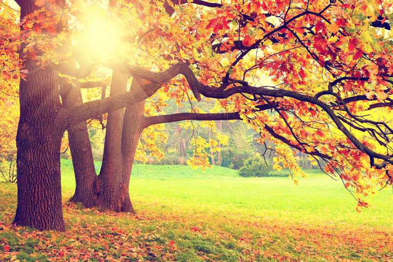 阳光下的秋天风景