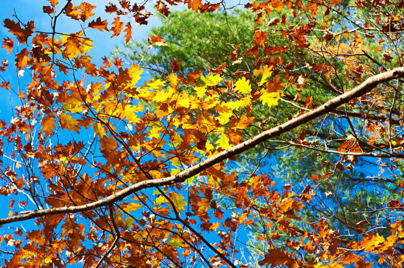 树枝上的秋叶