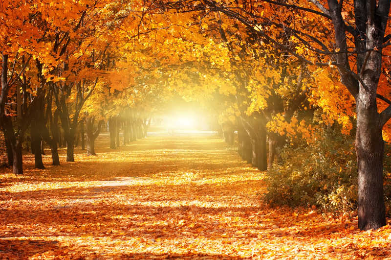 秋季落叶道路自然风景