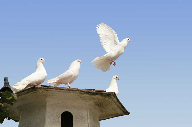 鸽棚顶上的白色鸽子