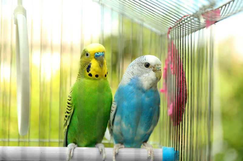 笼子里的两只可爱的鹦鹉