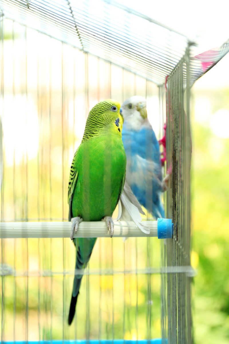 笼子里的两只不同颜色的小鹦鹉