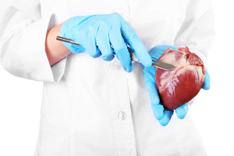 医生手里的手术刀和心脏器官