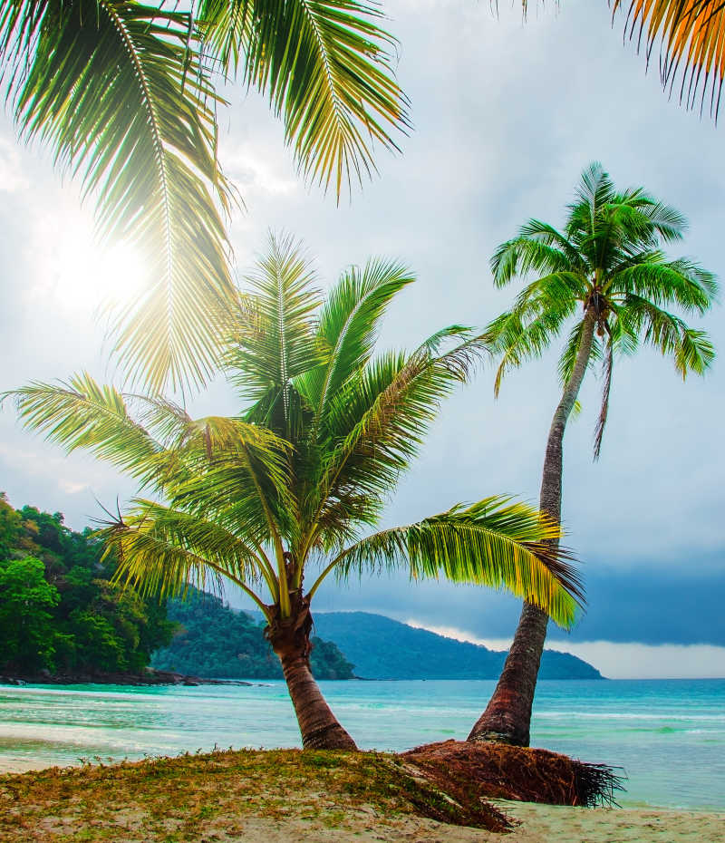美丽的海滩上的棕榈树