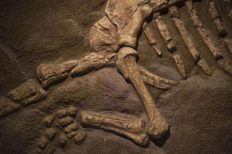 远古恐龙化石特写