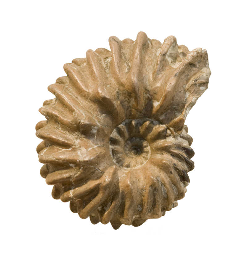 白色背景下的螺旋形化石