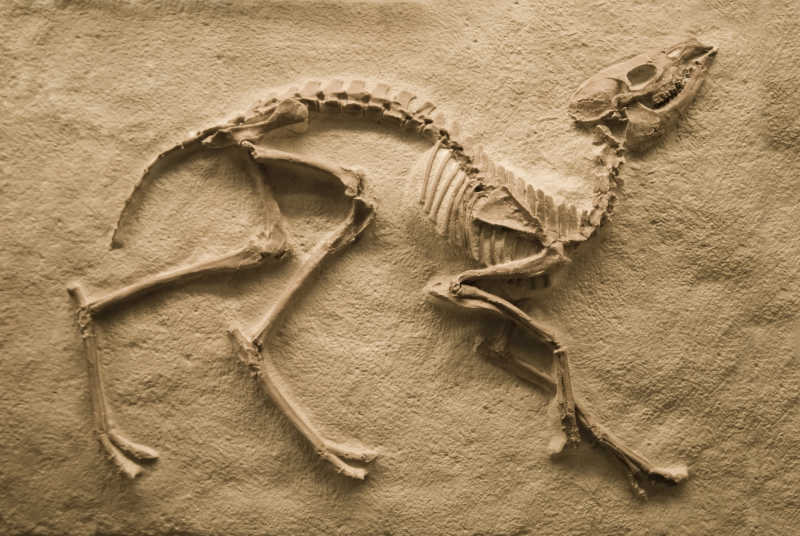 史前恐龙化石特写