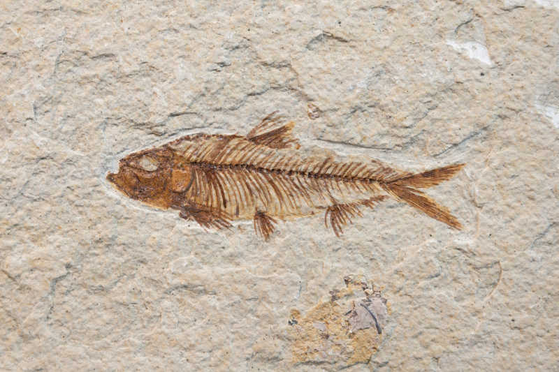 岩石上的鱼化石特写