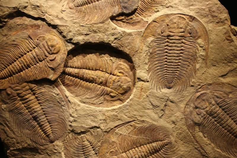 沉积物中的三叶虫化石特写