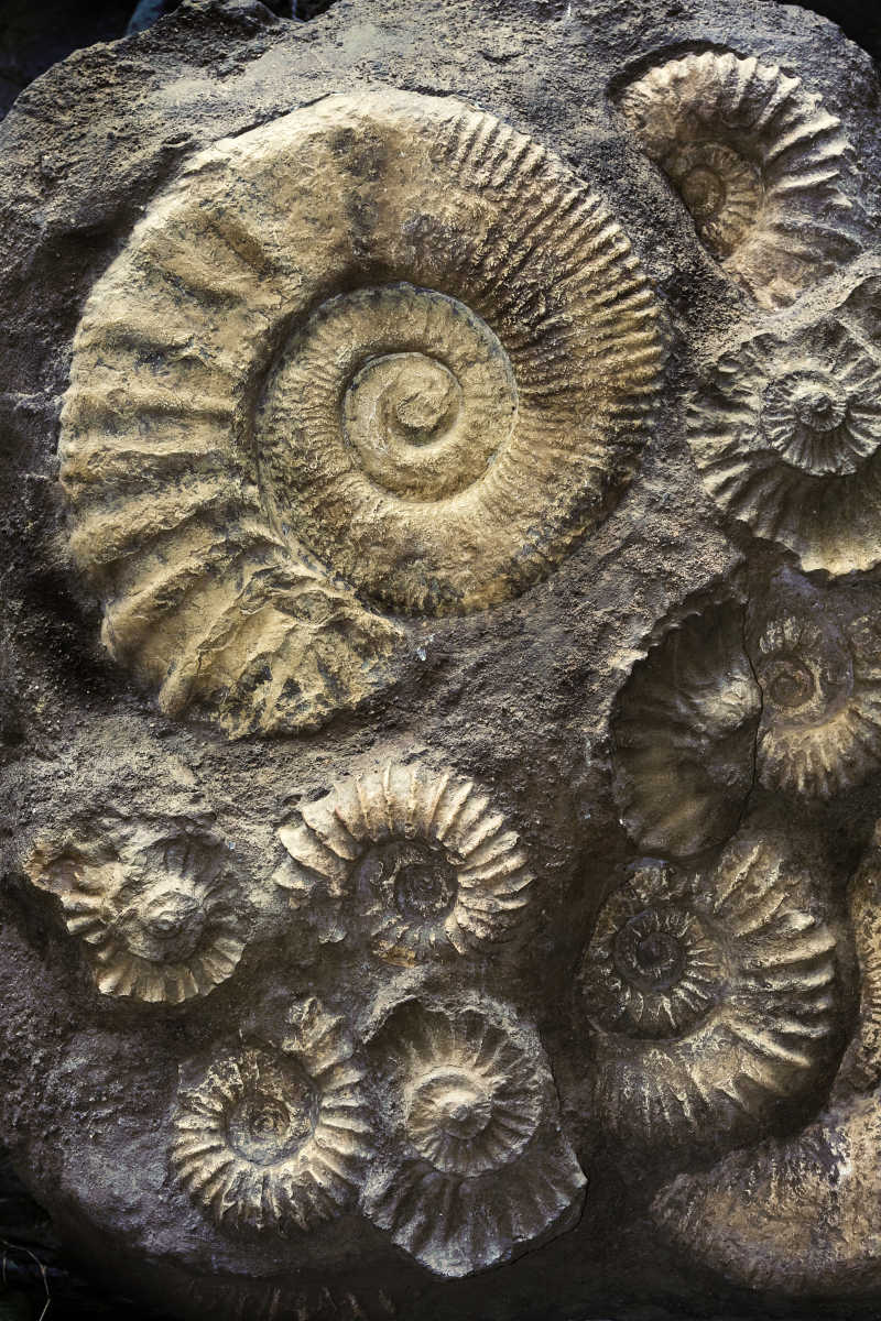 远古菊石化石特写