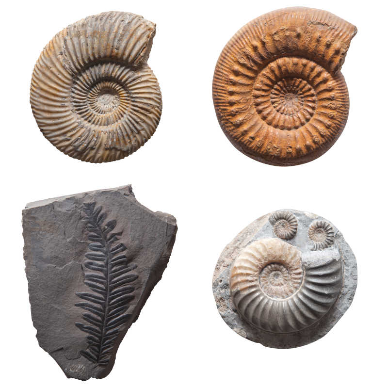 史前植物叶片和贝壳化石