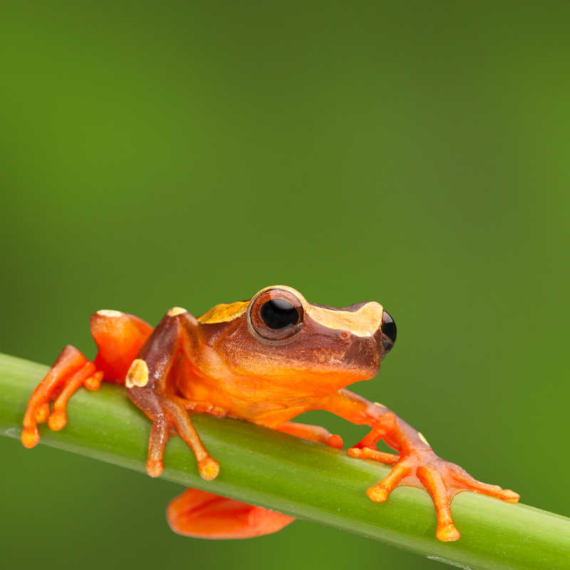 雨林爬着的红树蛙