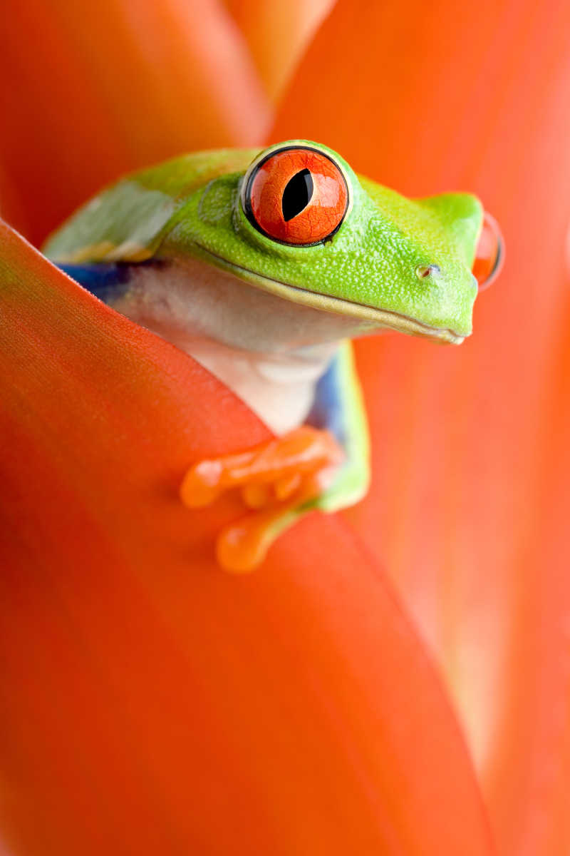 红色背景下的红眼树蛙