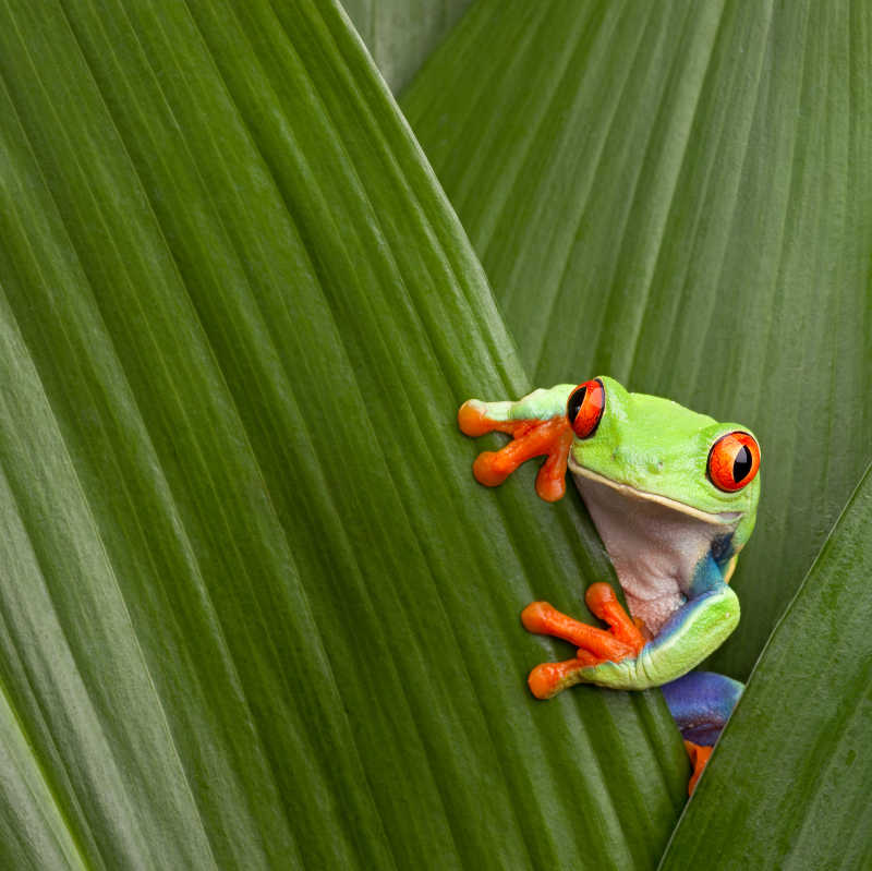 蛙躲在绿色叶子里