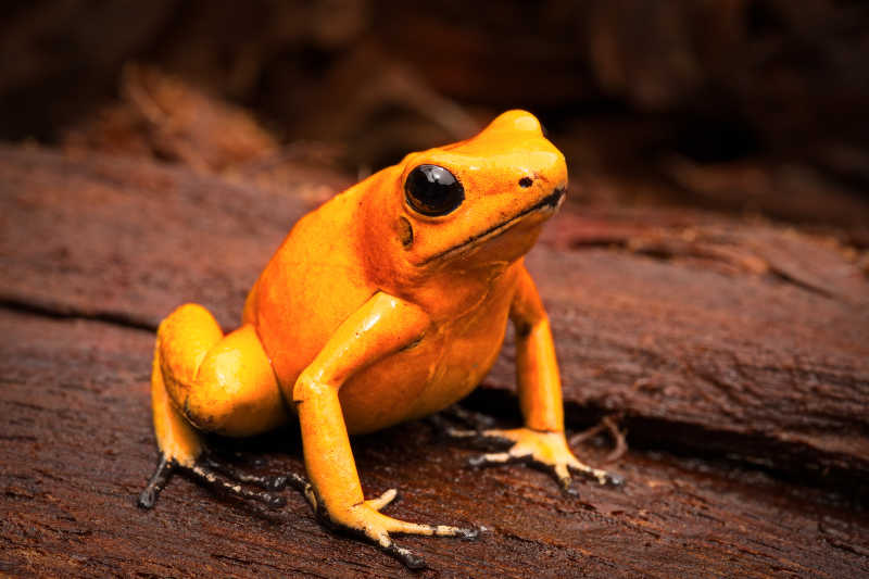 橙色的毒蛙