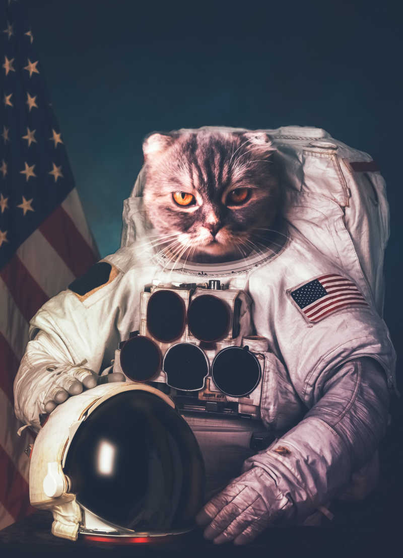 美国太空服猫咪