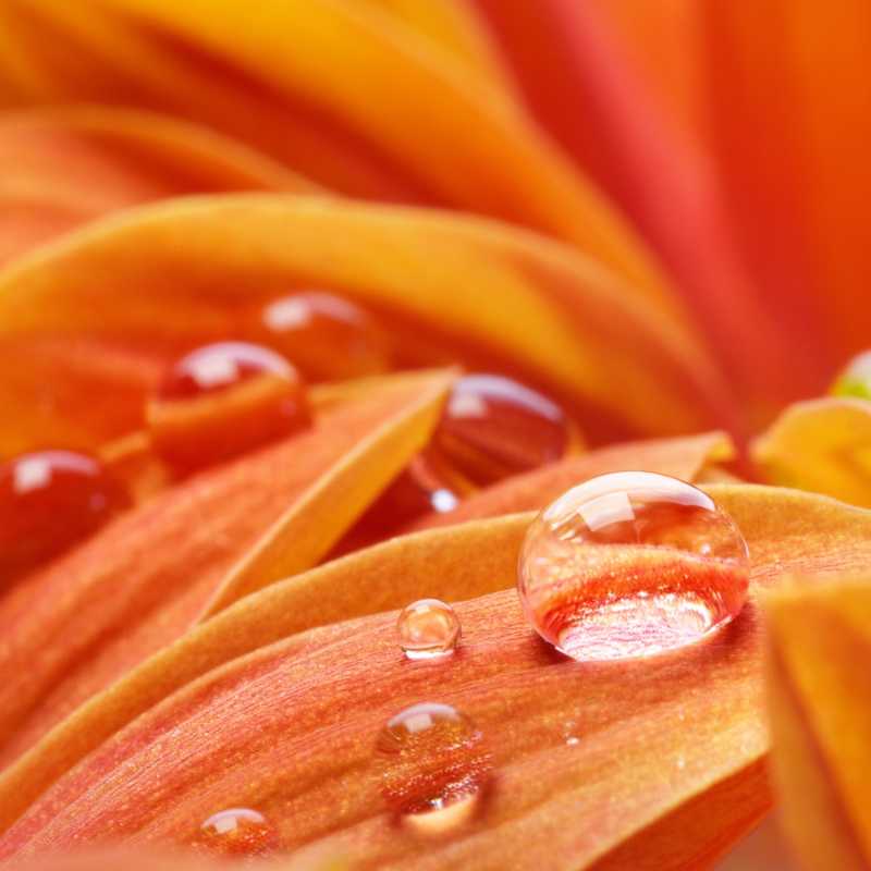 橘色花瓣上露珠的特写镜头