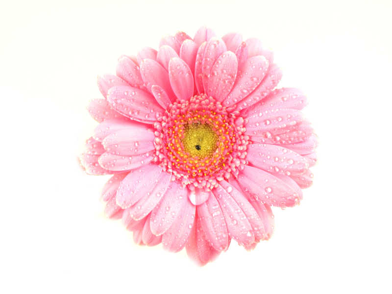 白色背景下粉红色的雏菊花上的水滴