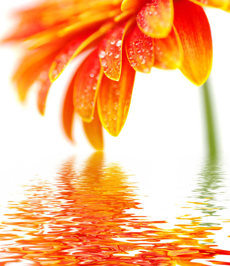 水中倒映着橙色的花朵镜像