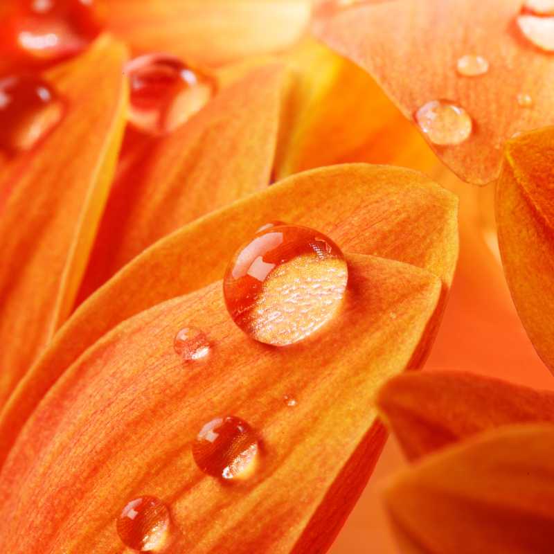 橘子花瓣上露珠的特写镜头