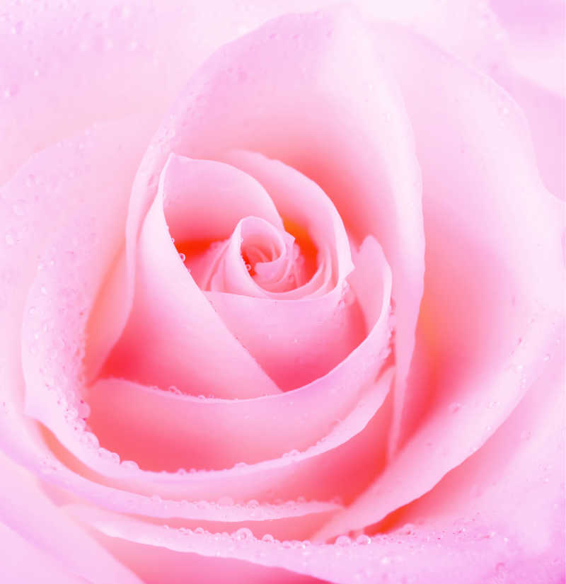美丽的粉色玫瑰及晨露特写