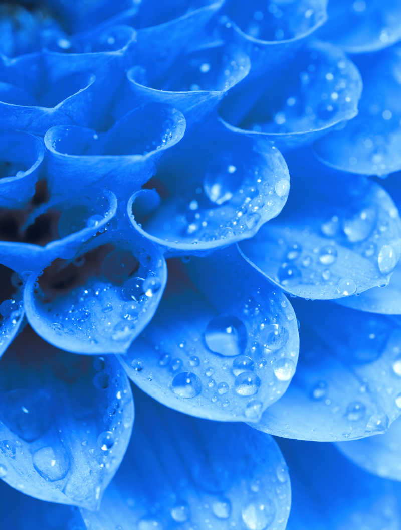 蓝色花瓣上的露珠景象
