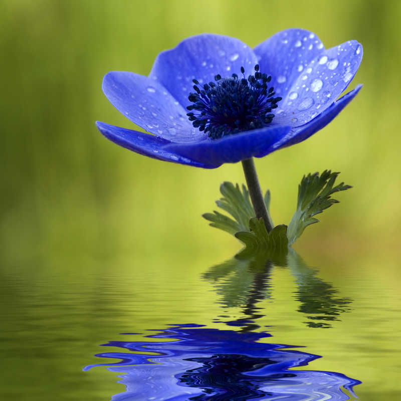 水中倒映的蓝海葵花上带有露珠