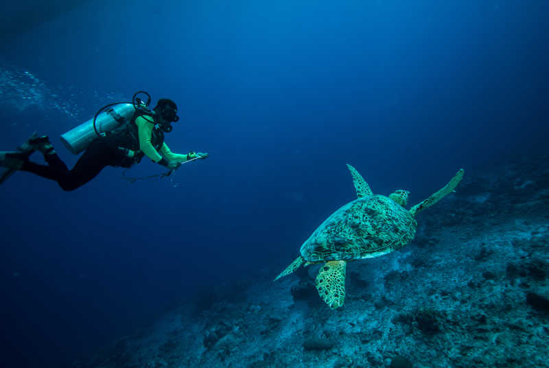 潜水员与海龟