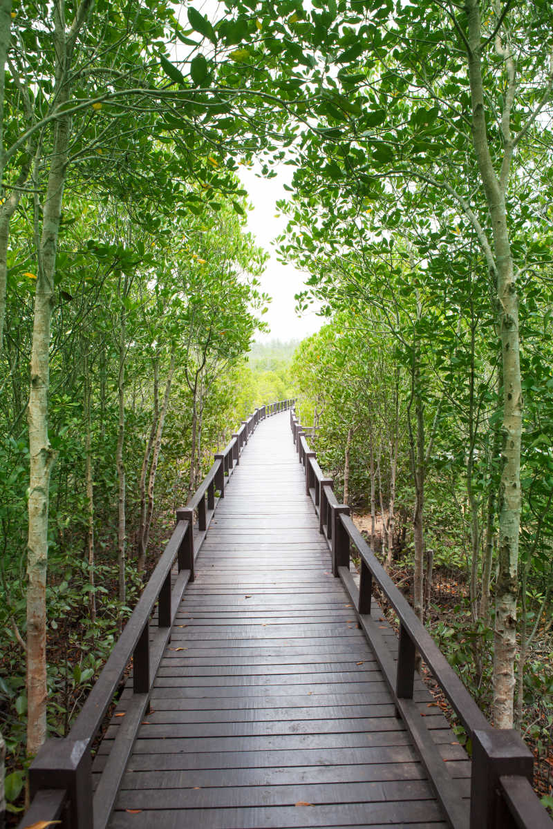 绿色树林中的深色小桥路径