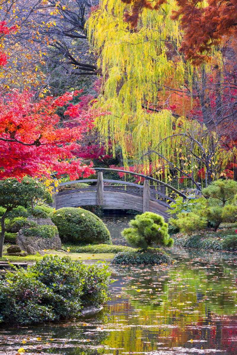 秋季风景下的拱形木桥