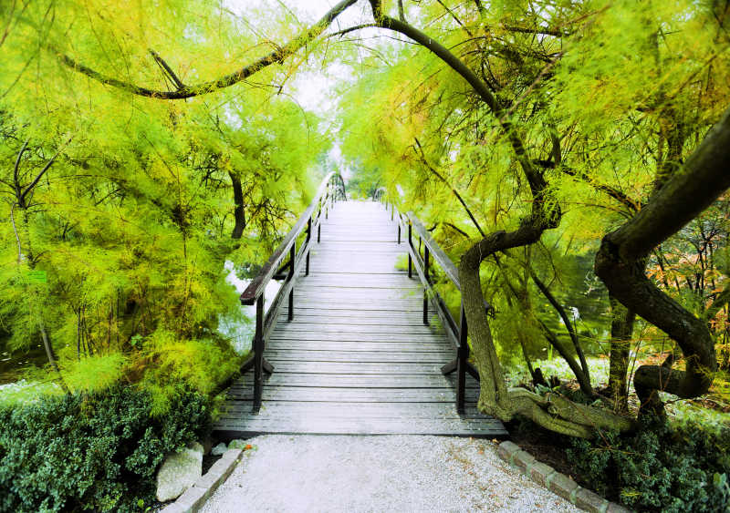 绿色树木中的小桥