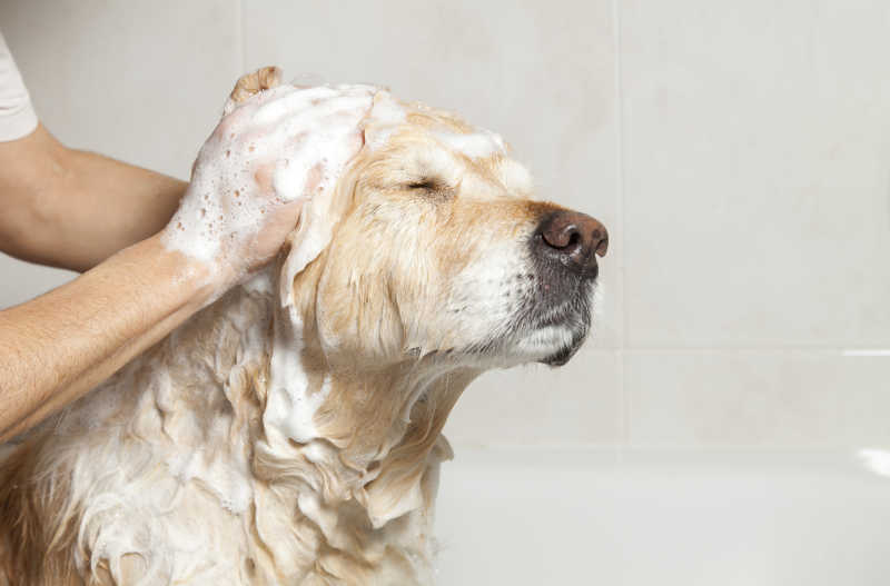 洗澡的金毛犬