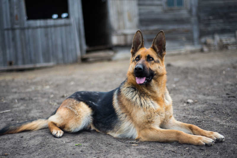 木屋前吐着舌头趴着的德国牧羊犬