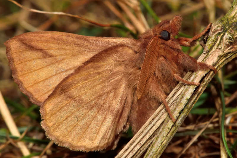 euthrix potatoria