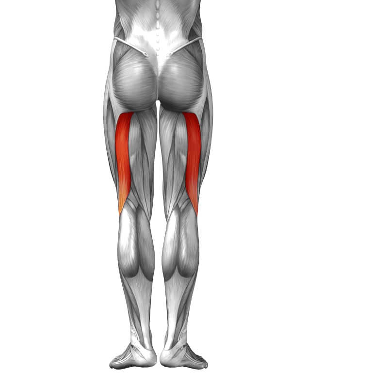 人体三维大腿立体肌肉