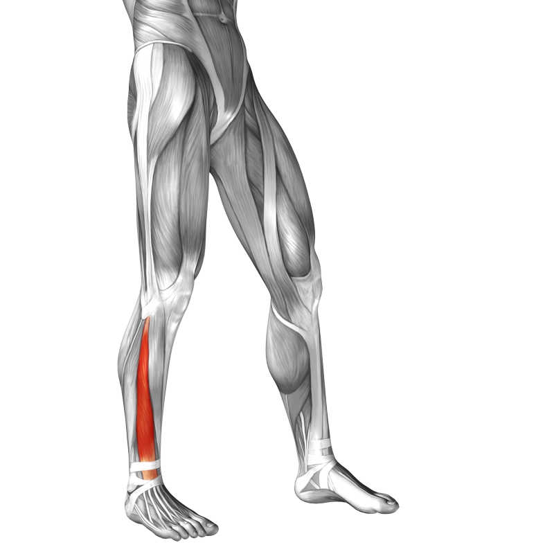 人体三维小腿立体肌肉