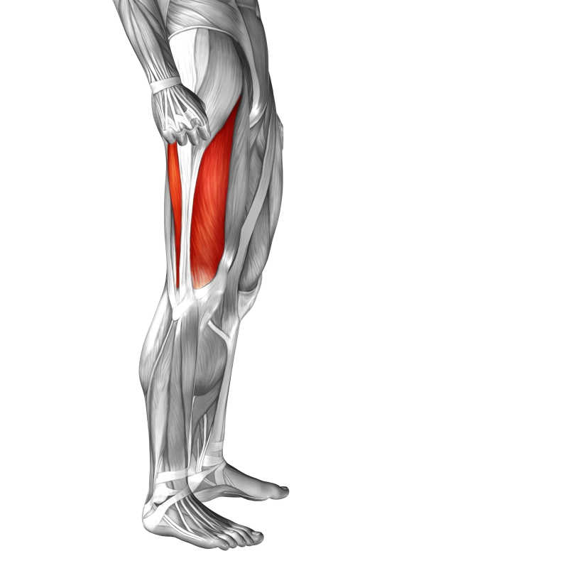 人体三维立体腿部肌肉