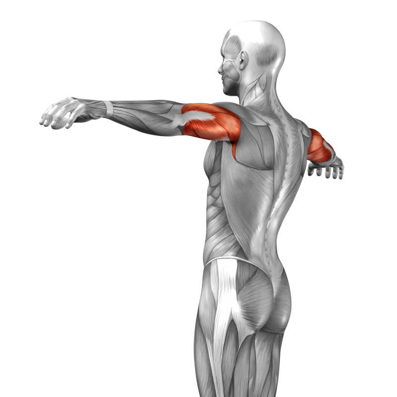 三维人体背部上臂肌肉