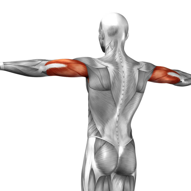 人体三维上臂立体肌肉