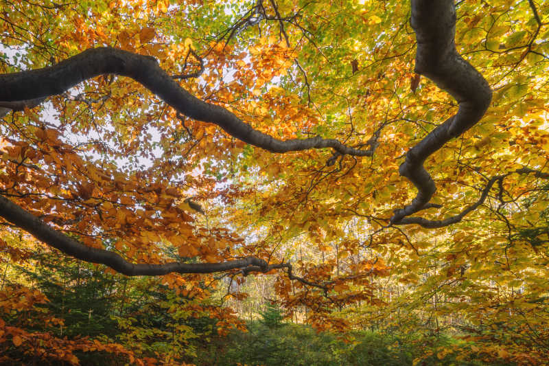秋天森林中有橙色叶子的雄伟山毛榉树枝
