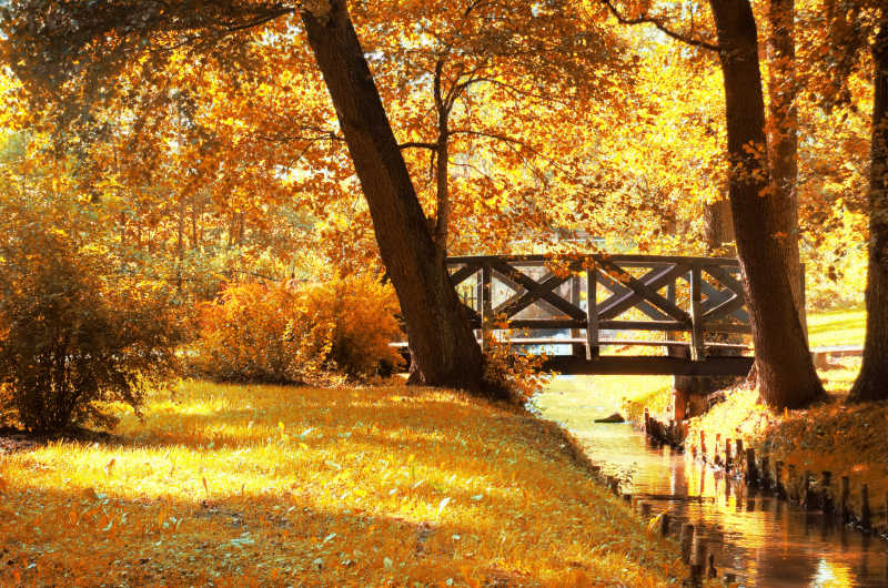秋天公园里的树木和小桥流水