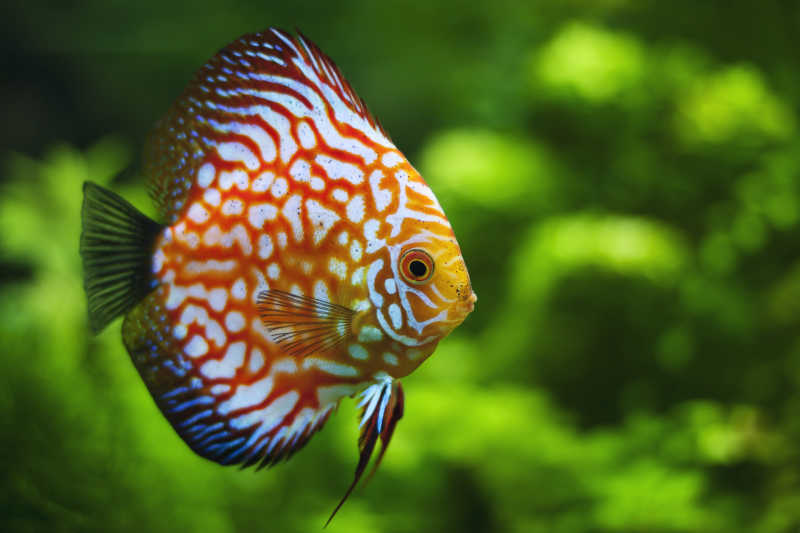 水族馆里的漂亮的鱼