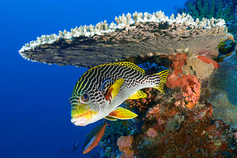 海底珊瑚下发的胡椒鲷