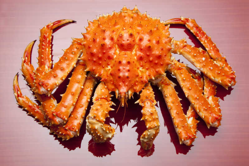 红色帝王蟹