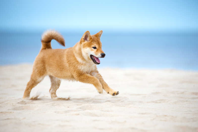 沙滩上的可爱狗狗